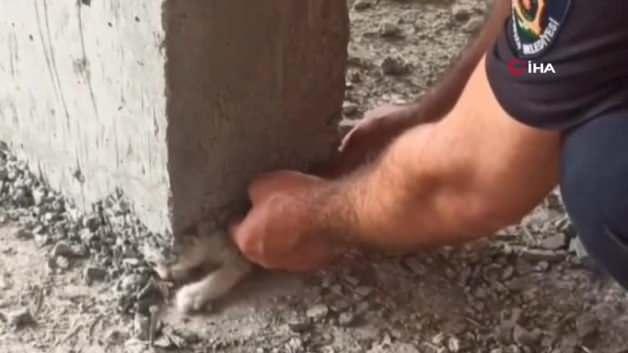 Yavru kedinin üzerine beton döktüler! İtfaiyenin takdir toplayan operasyonu kamerada Yavru kedinin üzerine beton döktüler! İtfaiyenin takdir toplayan operasyonu kamerada