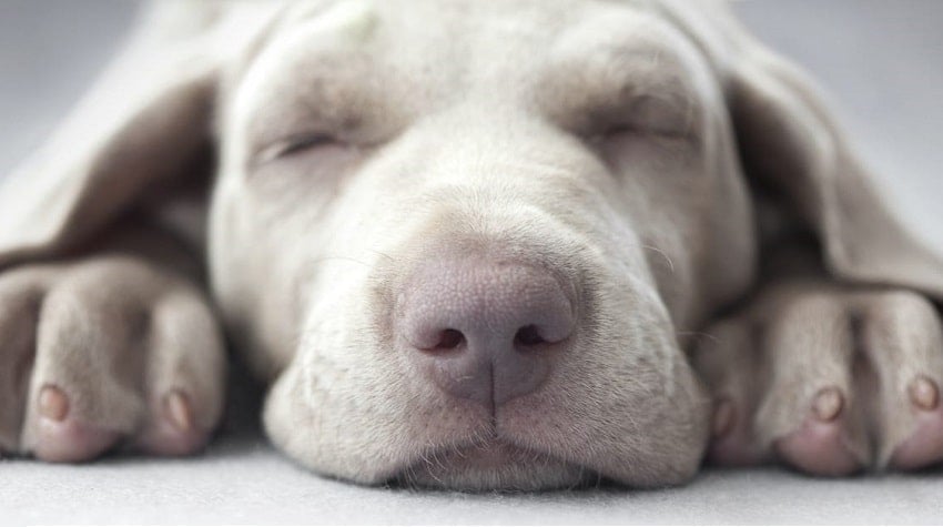 Köpekler Ne Kadar Uyur? Köpekler Ne Kadar Uyur?