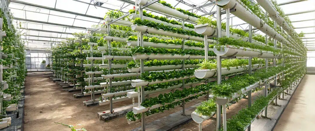 Topraksız tarım küçük yatırımla büyük kazanç sunuyor