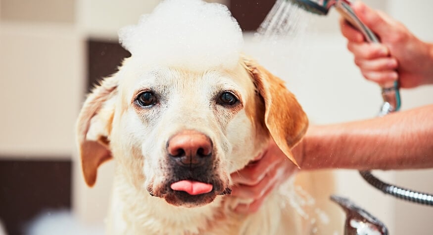 Köpek Kokusu Nasıl Gider? Köpek Kokusu Nasıl Gider?