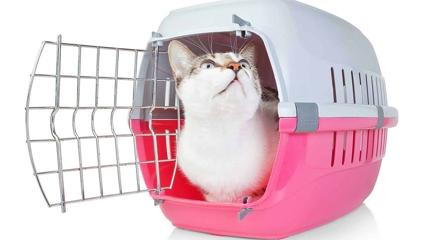 Kedi Kafesi Ne İşe Yarar?