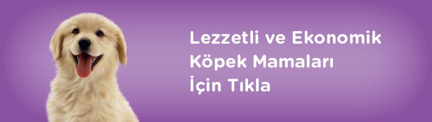 Köpek Davranışlarının Irklarla İlgisi