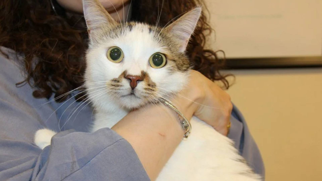 Türkiye’de hangi şehirde Kedi AIDS’i hastalığına rastlandı: Uzmanından kontrol uyarısı