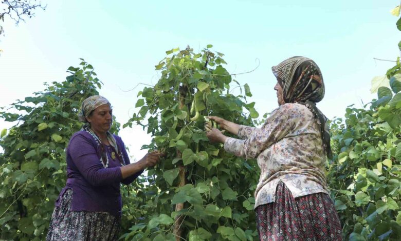 Mersin’de Atalık Tohumların Hasadı Başladı Mersin’de Atalık Tohumların Hasadı Başladı