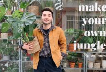 Aloe Vera Bakımı: Doğru Yöntemler ve İpuçları