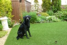 Bahçede Köpek Beslemenin Püf Noktaları