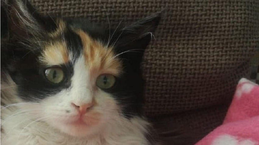 Kedinin Evin Yeni Sahibi Olma Hikayesi