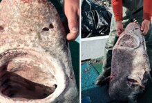 Yalova açıklarında 4 metrelik köpek balığı yakalandı