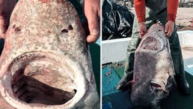 Yalova açıklarında 4 metrelik köpek balığı yakalandı