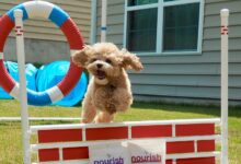 Köpeğinizle Spor Yapmanın Önemi ve İpuçları