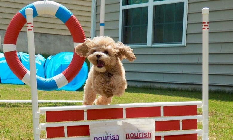 Köpeğinizle Spor Yapmanın Önemi ve İpuçları