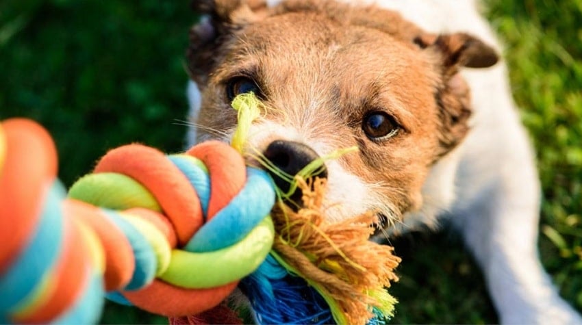 Köpeğinizle Yapacağınız 10 Etkinlik