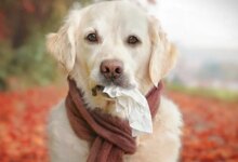 Köpeklerde Sonbahar Alerjisi ve Belirtileri