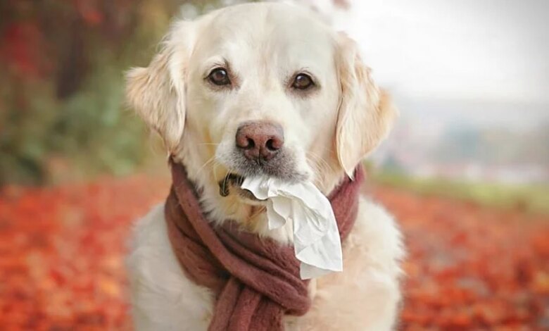 Köpeklerde Sonbahar Alerjisi ve Belirtileri