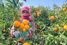 Adana’da Mandalina Hasadı Grev Nedeniyle Etkilendi