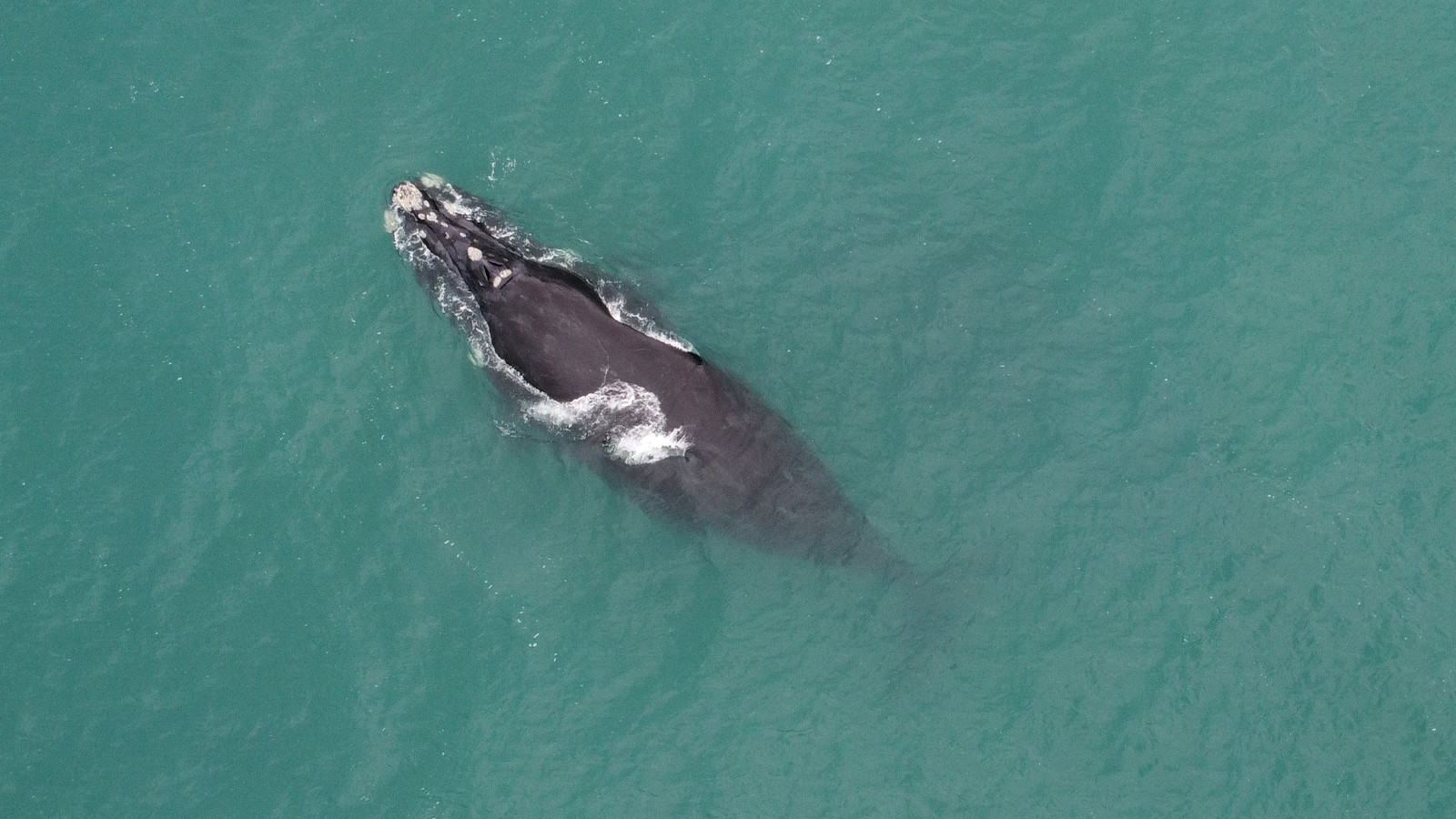 Kendi ömrünü uzatan tek hayvan… Sırrı çözülürse artık kimse yaşlanmayacak!