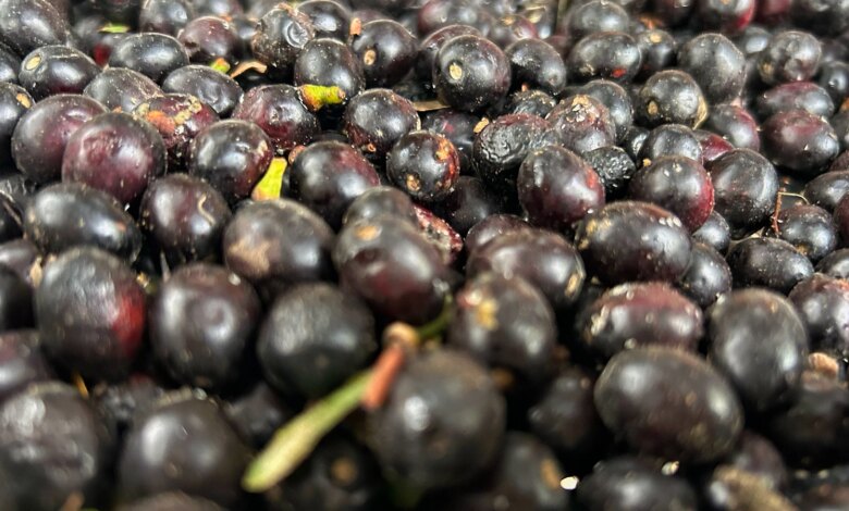 Defne yağının litresi Hatay’da 1000 liraya yükseldi