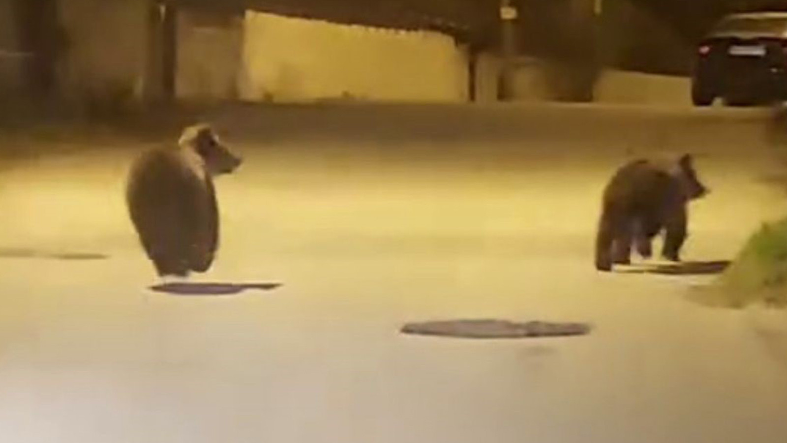 Seyir halindeki sürücü kaydetti: Yolda koşan ayılar kamerada