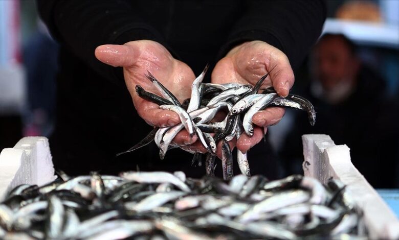 Trabzon’da Hamsi Fiyatları ve Tuzlama Sezonu Trabzon’da Hamsi Fiyatları ve Tuzlama Sezonu