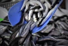 Zonguldak’ta Hamsi Fiyatları Yükseliyor, Ürün Azalıyor